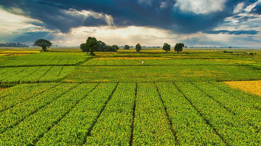 Peisaj agricol și recoltare